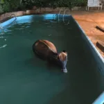 bombeiros-resgatam-vaca-que-caiu-dentro-de-piscina-na-zona-rural-de-goianira;-veja-fotos