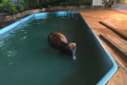 bombeiros-resgatam-vaca-que-caiu-dentro-de-piscina-na-zona-rural-de-goianira;-veja-fotos