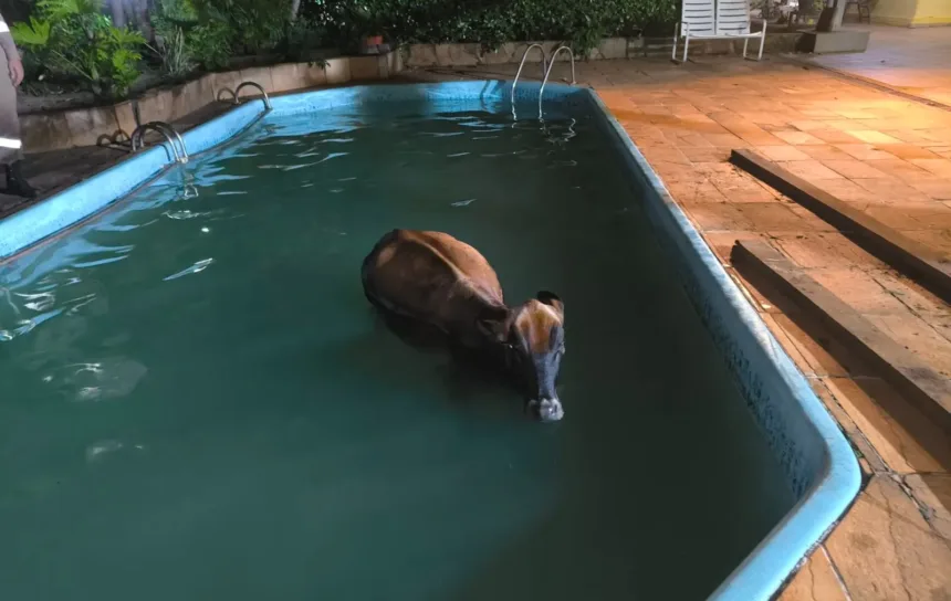 bombeiros-resgatam-vaca-que-caiu-dentro-de-piscina-na-zona-rural-de-goianira;-veja-fotos