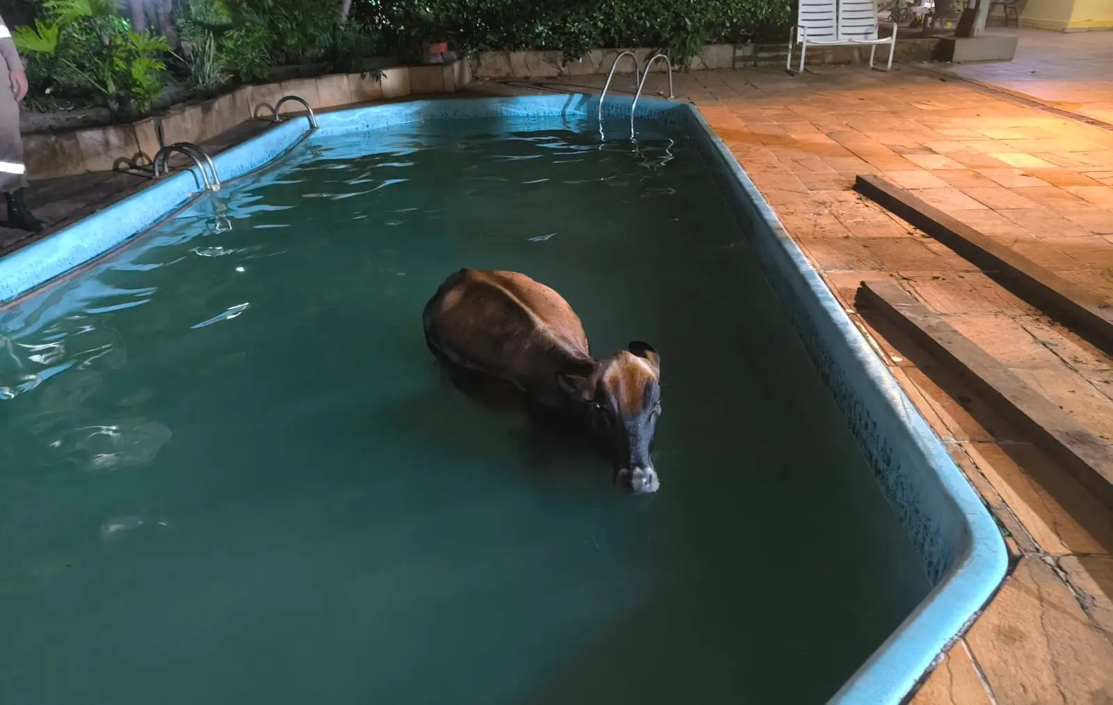 bombeiros-resgatam-vaca-que-caiu-dentro-de-piscina-na-zona-rural-de-goianira;-veja-fotos