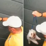 guarda-aposentado-agride-caozinho-dentro-do-elevador-em-sp;-video