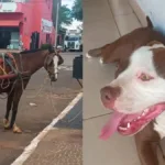 pm-de-folga-salva-idoso-e-cavalo-de-ataque-de-pitbull-em-rio-verde