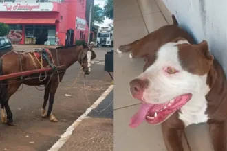pm-de-folga-salva-idoso-e-cavalo-de-ataque-de-pitbull-em-rio-verde