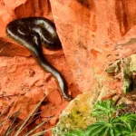 voce-viu?-sucuri-gigante-vive-isolada-em-buraco-milenar-no-centro-oeste-do-brasil;-assista