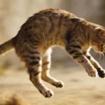 por-que-os-gatos-caem-de-pe?-cientistas-descobrem-nova-explicacao