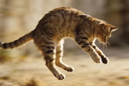por-que-os-gatos-caem-de-pe?-cientistas-descobrem-nova-explicacao