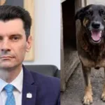 cao-orelha:-mp-abre-inquerito-contra-ex-chefe-da-policia-civil-por-conduta-no-caso