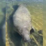 peixe-boi-tinga-reaparece-na-barra-de-sao-miguel,-em-alagoas.-video