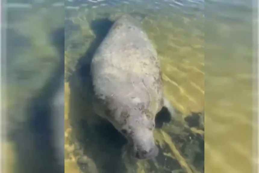peixe-boi-tinga-reaparece-na-barra-de-sao-miguel,-em-alagoas.-video
