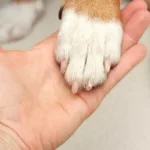 cadela-e-resgatada-apos-passar-tres-dias-presa-em-carro-em-copacabana