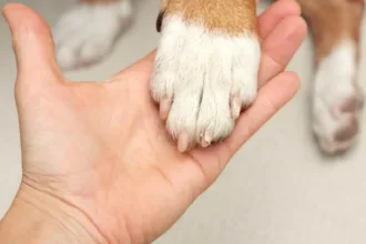 cadela-e-resgatada-apos-passar-tres-dias-presa-em-carro-em-copacabana