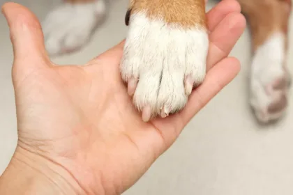 cadela-e-resgatada-apos-passar-tres-dias-presa-em-carro-em-copacabana