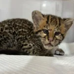 filhote-de-jaguatirica-resgatada-em-brazabrantes-e-tratada-com-laserterapia-e-vermifugo