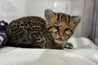 filhote-de-jaguatirica-resgatada-em-brazabrantes-e-tratada-com-laserterapia-e-vermifugo