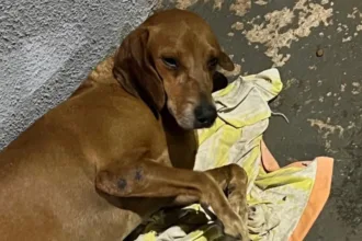 cachorro-e-queimado-com-liquido-quente-e-fica-com-50%-do-corpo-ferido-em-goiania