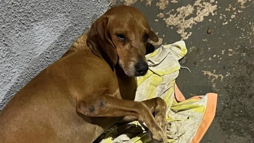 cachorro-e-queimado-com-liquido-quente-e-fica-com-50%-do-corpo-ferido-em-goiania