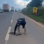 perda-de-habitat:-animais-causam-acidentes-ao-invadir-pistas-por-comida-e-refugio-em-goias