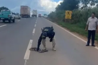 perda-de-habitat:-animais-causam-acidentes-ao-invadir-pistas-por-comida-e-refugio-em-goias