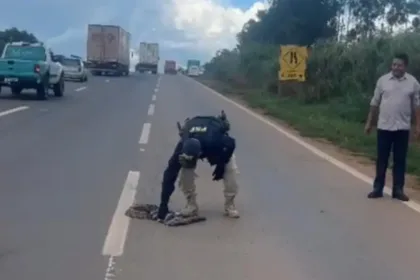 perda-de-habitat:-animais-causam-acidentes-ao-invadir-pistas-por-comida-e-refugio-em-goias