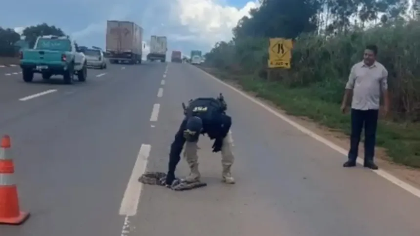 perda-de-habitat:-animais-causam-acidentes-ao-invadir-pistas-por-comida-e-refugio-em-goias
