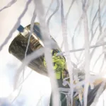 taca-amassada?-fgf-confirma-restauracao-apos-queda-com-drone