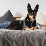 gosta-de-ter-o-cao-ou-o-gato-na-cama?-saiba-se-voce-pode