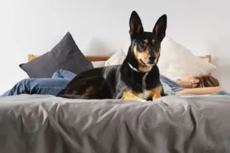 gosta-de-ter-o-cao-ou-o-gato-na-cama?-saiba-se-voce-pode