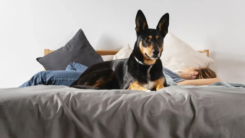 gosta-de-ter-o-cao-ou-o-gato-na-cama?-saiba-se-voce-pode