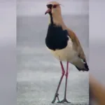 motogp-celebra-fauna-do-cerrado-em-video-com-‘convidados-especiais’-no-circuito