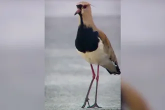 motogp-celebra-fauna-do-cerrado-em-video-com-‘convidados-especiais’-no-circuito