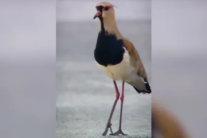 motogp-celebra-fauna-do-cerrado-em-video-com-‘convidados-especiais’-no-circuito