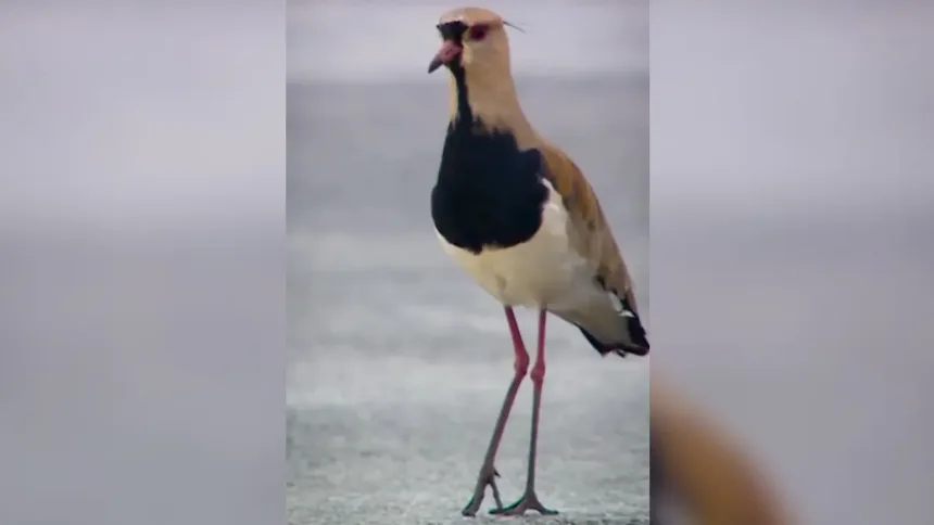 motogp-celebra-fauna-do-cerrado-em-video-com-‘convidados-especiais’-no-circuito