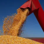 tjgo-reconhece-graos-como-essenciais-e-barra-apreensao-em-recuperacao-judicial-de-produtores