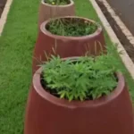 pes-de-maconha-sao-encontrados-em-canteiro-central-de-avenida-em-jatai