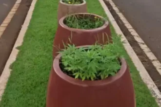 pes-de-maconha-sao-encontrados-em-canteiro-central-de-avenida-em-jatai