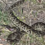 pm-mata-cobra-jararaca-que-invadiu-casa-de-idosa-em-professor-jamil