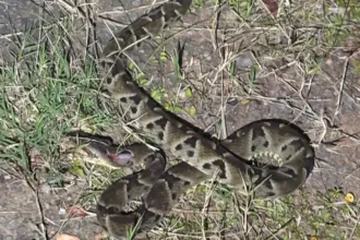 pm-mata-cobra-jararaca-que-invadiu-casa-de-idosa-em-professor-jamil