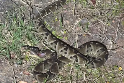 pm-mata-cobra-jararaca-que-invadiu-casa-de-idosa-em-professor-jamil