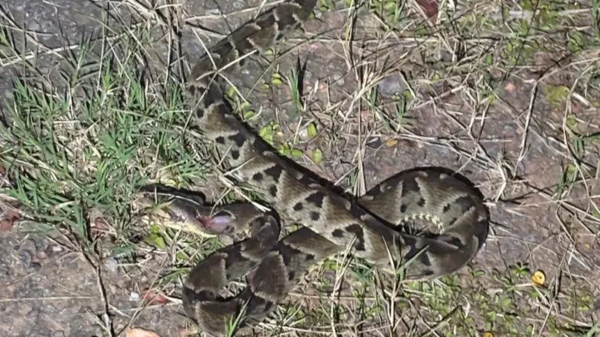 pm-mata-cobra-jararaca-que-invadiu-casa-de-idosa-em-professor-jamil