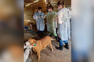 juiza-nega-interdicao-do-‘lar-dos-animais’-em-goiania-e-ordena-novo-cronograma