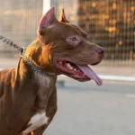 menina-de-4-anos-e-atacada-pela-segunda-vez-por-pitbull-do-tio-em-goias