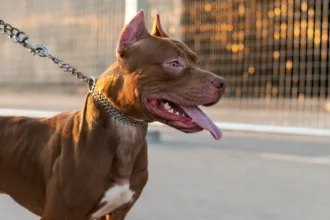 menina-de-4-anos-e-atacada-pela-segunda-vez-por-pitbull-do-tio-em-goias