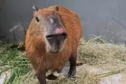 rio:-capivara-espancada-tem-melhora,-mas-corre-risco-de-perder-visao