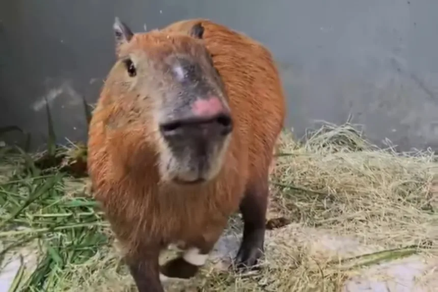rio:-capivara-espancada-tem-melhora,-mas-corre-risco-de-perder-visao