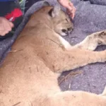 onca-parda-e-resgatada-apos-ser-atropelada-em-rodovia-do-parana.-veja-video