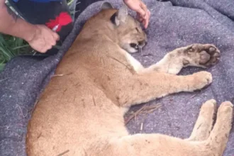 onca-parda-e-resgatada-apos-ser-atropelada-em-rodovia-do-parana.-veja-video