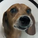 manifestacao-pede-justica-por-cao-atingido-com-liquido-quente-em-goiania