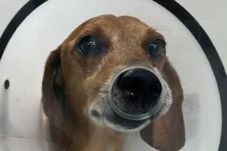 manifestacao-pede-justica-por-cao-atingido-com-liquido-quente-em-goiania