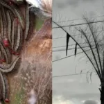 infestacao-de-lagartas-em-coqueiros-preocupa-moradores-do-goiania-2