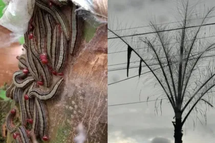 infestacao-de-lagartas-em-coqueiros-preocupa-moradores-do-goiania-2